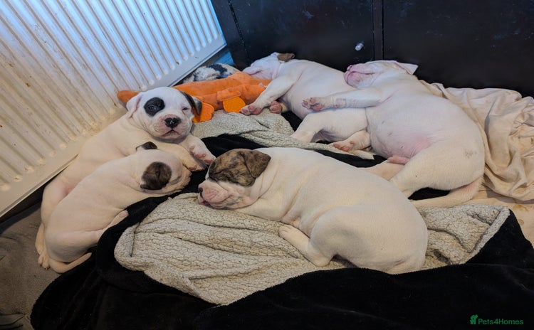 American Bulldog dogs - Advert 1