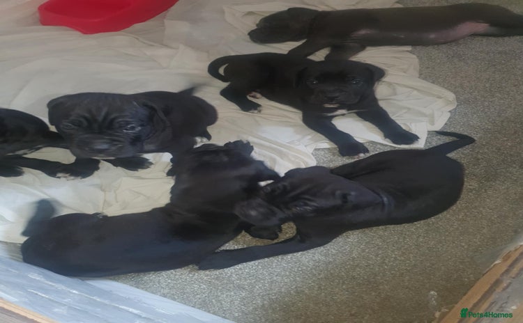 Cane Corso dogs - Advert 2
