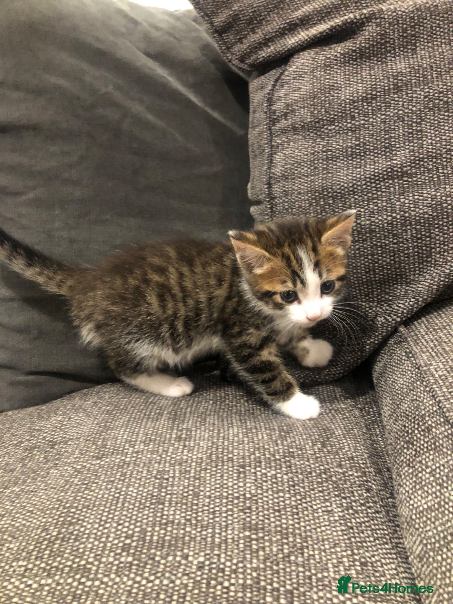 Bengal cats for sale: Bengal cross male kittens  - Advert 6