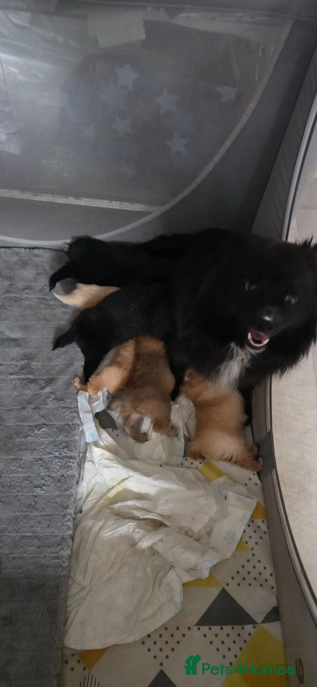 Pomeranian dogs for sale: Pomeranian puppies - Advert 1