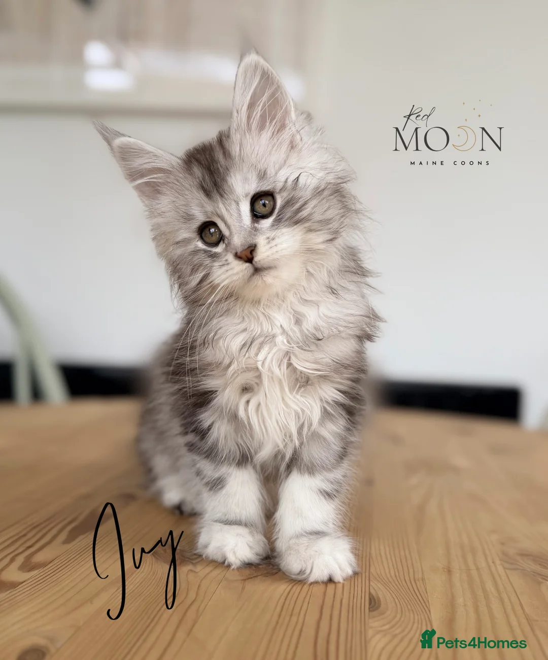 Maine Coon cats for sale: Last 2 female Maine Coon kittens - Advert 1
