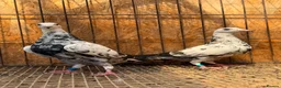 Pigeons birds for sale: BEAUTIFUL TIGER GRIZZLE RACING PIGEONS - Advert 3