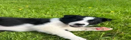Border Collie dogs for sale: ⭐️ 2 Beautiful Female Border Collie Pups Left ⭐️ - Advert 3