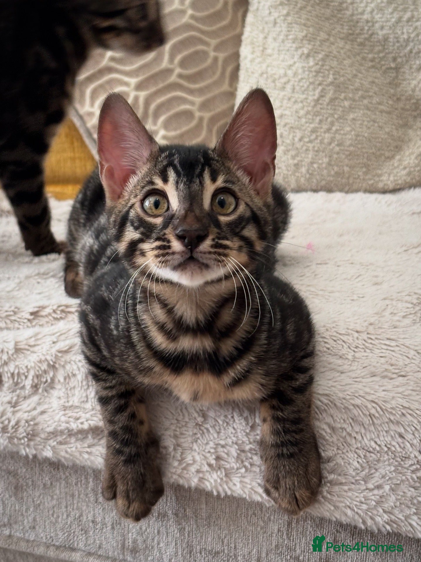 Bengal cats 🌟Pedigree bengal kittens🌟 - Advert 2
