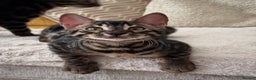 Bengal cats for sale: 🌟Pedigree bengal kittens🌟 - Advert 15