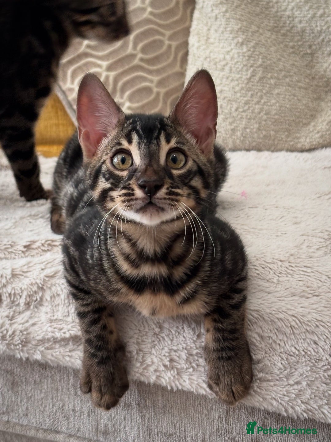 Bengal cats for sale: 🌟Pedigree bengal kittens🌟 - Advert 15