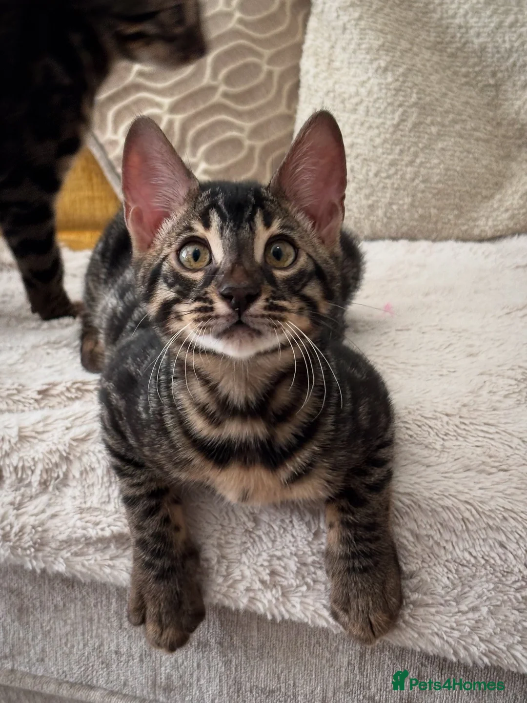 Bengal cats for sale: 🌟Pedigree bengal kittens🌟 - Advert 10