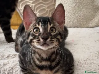 Bengal cats 🌟Pedigree bengal kittens🌟 - Advert 2