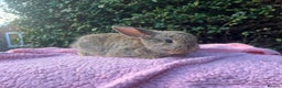 Mini Lop rabbits for sale: Mini Lops and mini double manned lionhead  - Advert 9