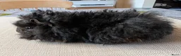 Guinea Pig rodents for sale: Gorgeous bonded boys  - Advert 10