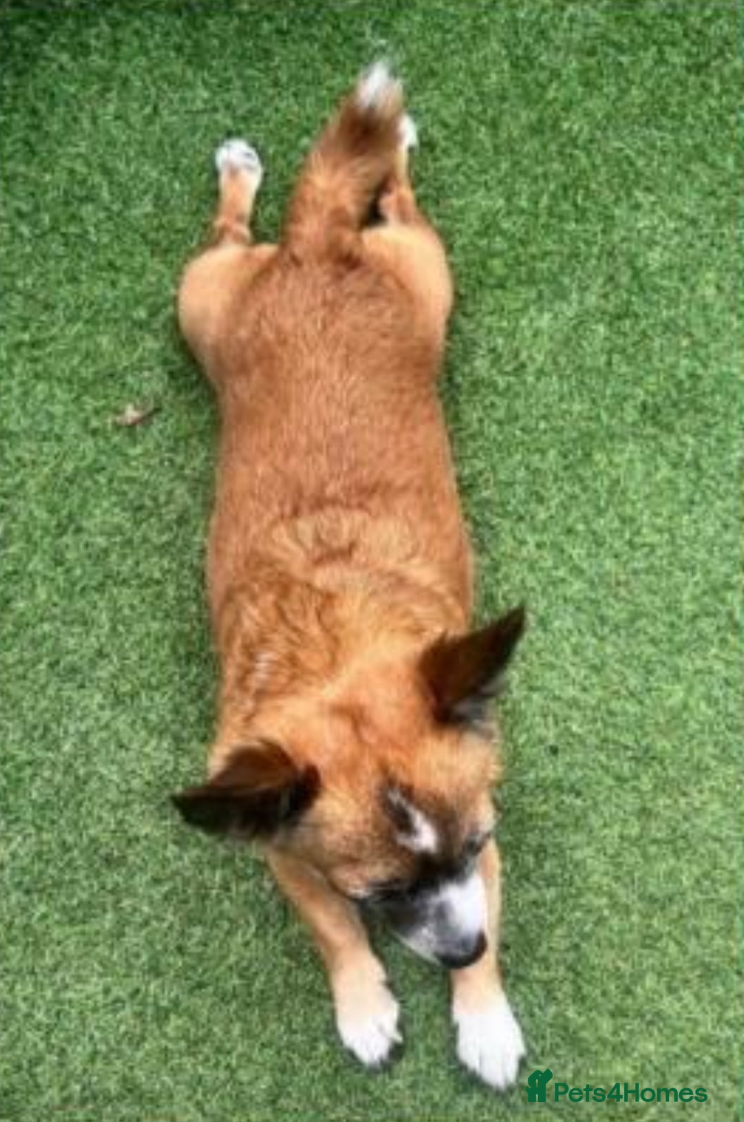 Mixed Breed dogs for sale: Loving home for bear bear  - Advert 3