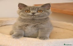 British Shorthair cats for sale: Beautiful GCCF kittens ready now  - Image 6