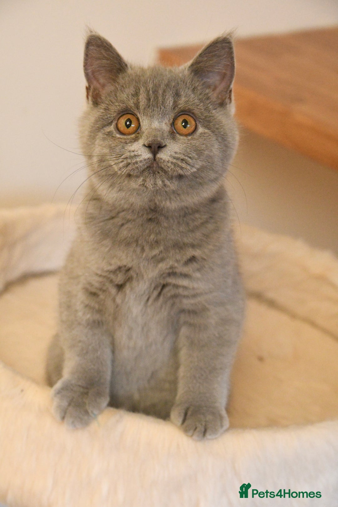 British Shorthair cats for sale: Beautiful GCCF kittens ready now  - Image 6