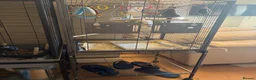 Budgerigars birds for sale: Budgies  in Worcester - Advert 7
