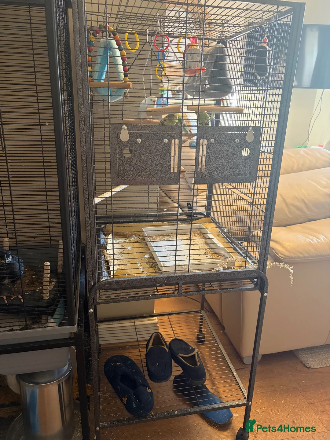 Budgerigars birds for sale: Budgies  in Worcester - Advert 7