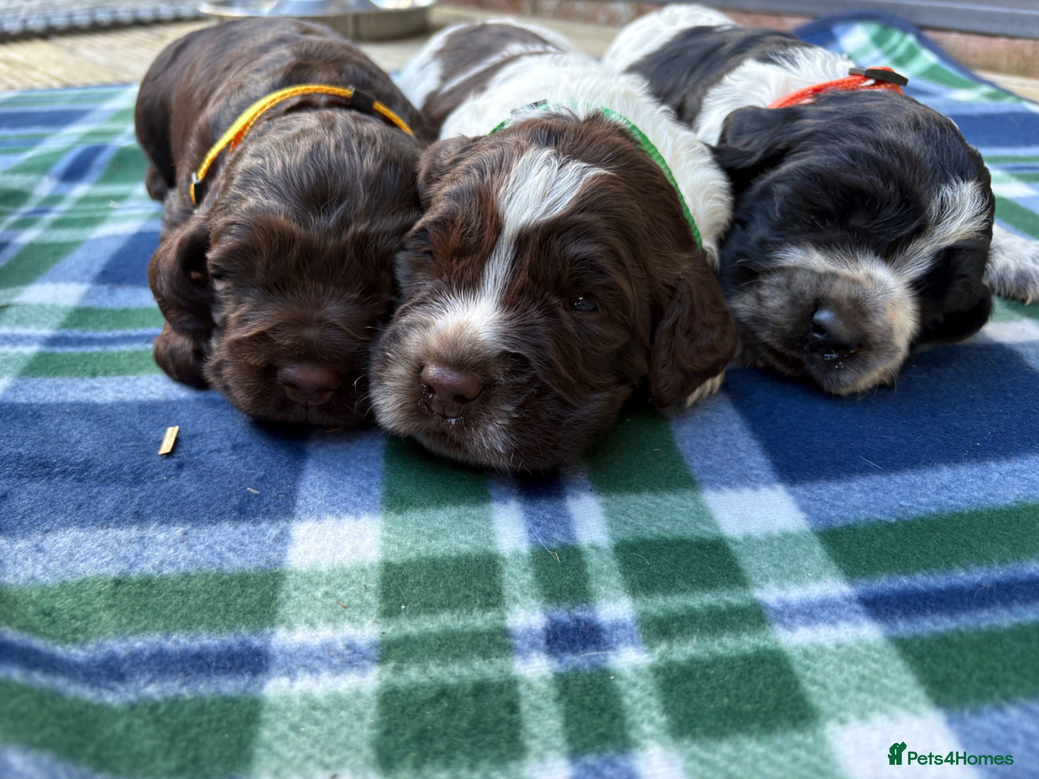 Cocker Spaniel dogs 3 male cocker spaniels - Advert 4