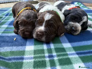 Cocker Spaniel dogs 3 male cocker spaniels - Advert 4