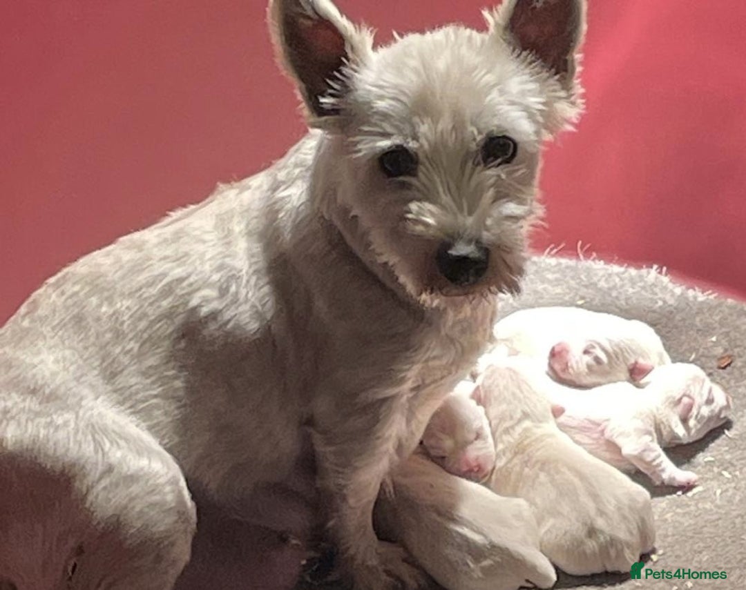 West Highland Terrier dogs for sale: WEST HIGHLAND TERRIER PUPPIES - Advert 3