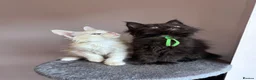 Maine Coon cats for sale: Big Ears & Fluffy Coats – Maine Coon Kittens  - Advert 8