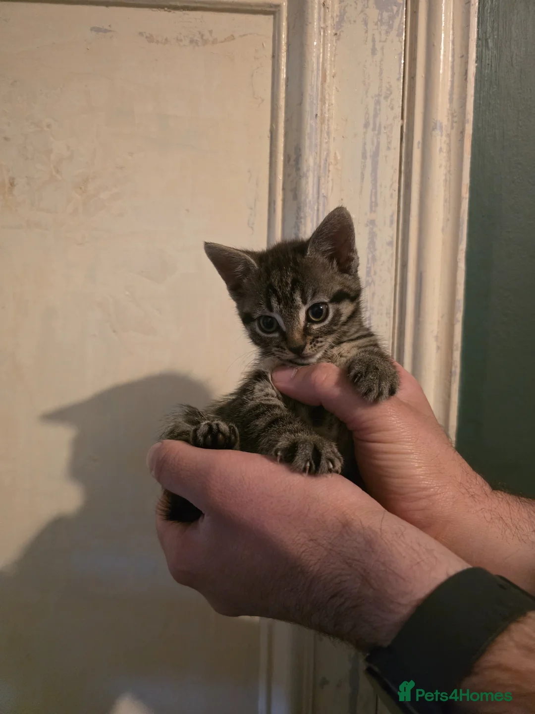 Mixed Breed cats for sale: Kittens available now in Thetford - Advert 2