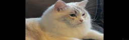 Ragdoll cats for sale: GCCF REGISTERED RETIRED GIRL  - Advert 3