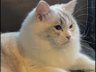 Ragdoll cats GCCF REGISTERED RETIRED GIRL - Advert 1