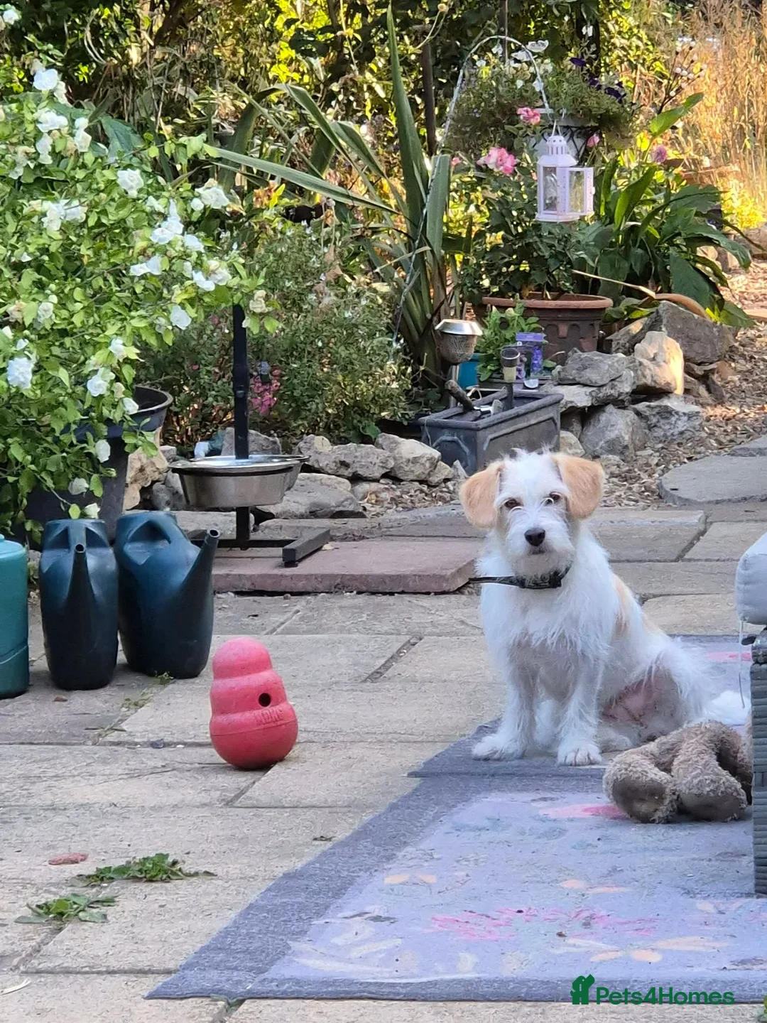 Mixed Breed dogs for adoption: Could Lula Be The Little Girl For You? in Witney - Advert 2