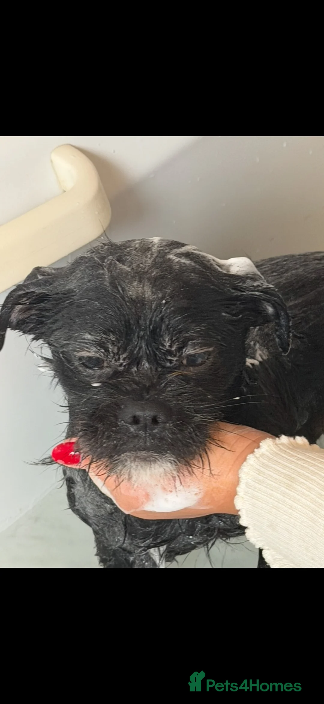 Mixed Breed dogs for sale: Dexter - Advert 1