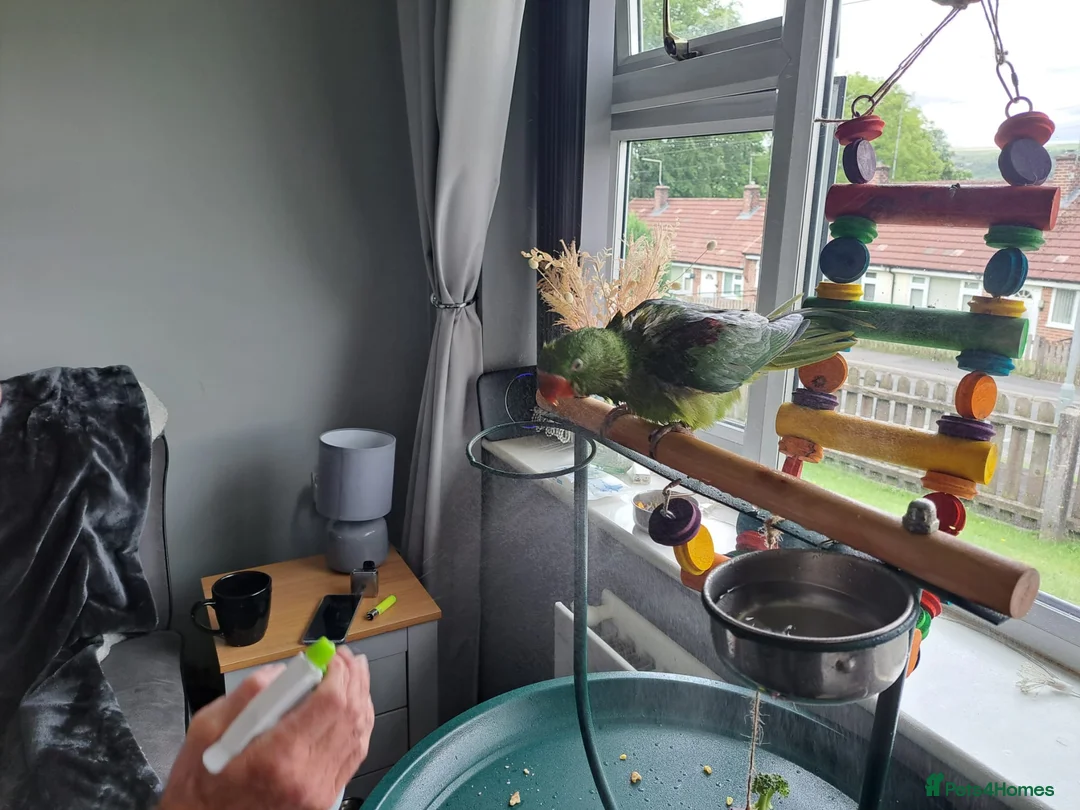 Parrots birds for sale: Alexanderine parrot super tame - Advert 1