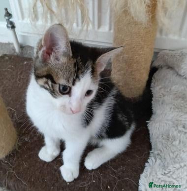 Mixed Breed cats MARVIN - Advert 3