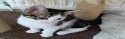 Mixed Breed cats for adoption: MARVIN - Advert 1