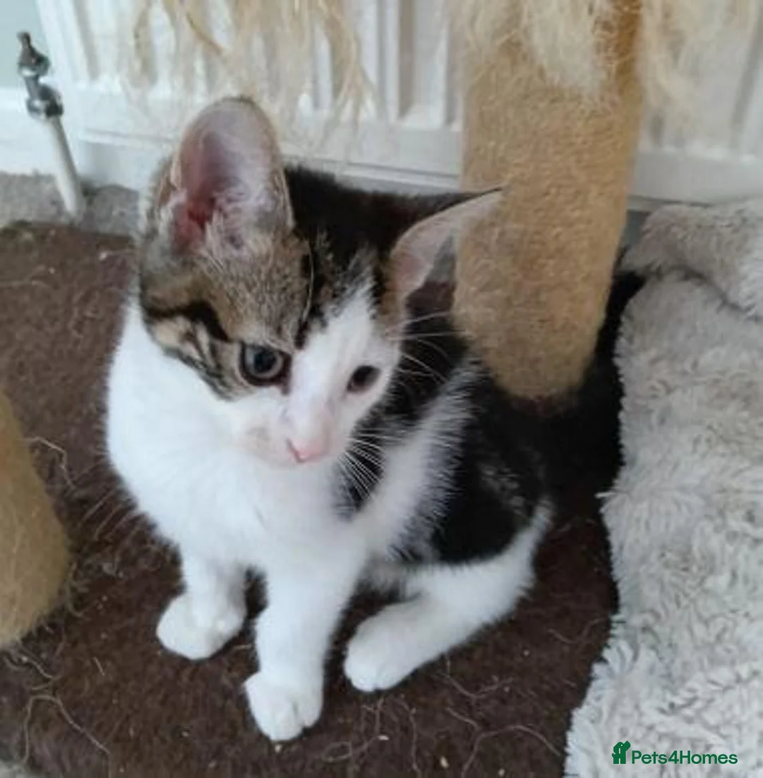 Mixed Breed cats for adoption: MARVIN - Advert 1