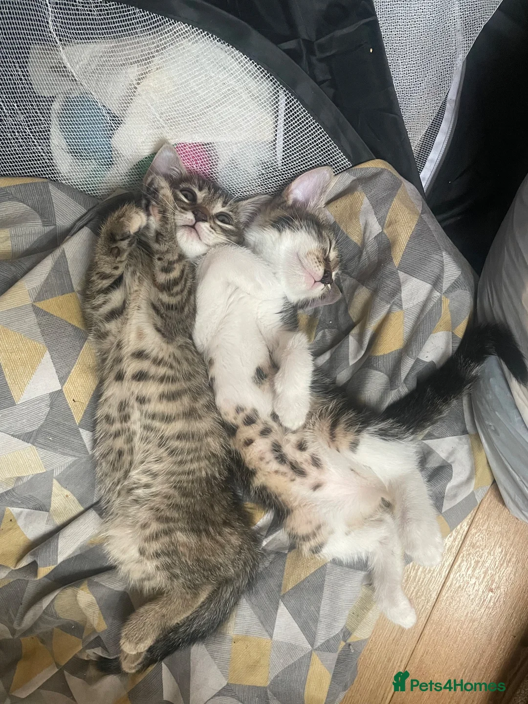 Mixed Breed cats for sale: 2 beautiful kittens  - Advert 2