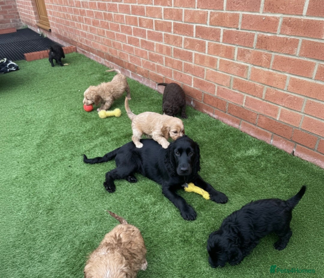 Cockapoo dogs for sale: Beautiful cockapoo puppies  - Image 4