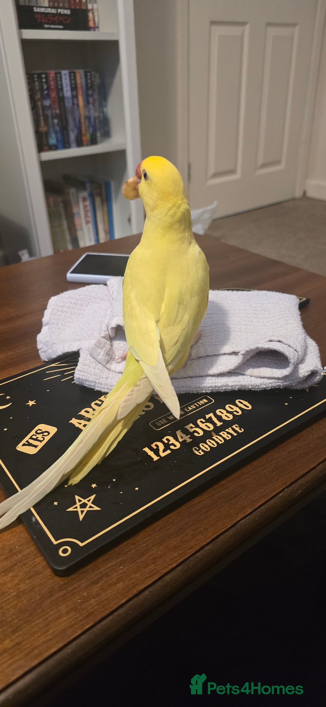 Ringnecks birds for sale: Yellow Indian Ringeck - Advert 5