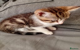 Mixed Breed cats for sale: 11 weeks old mixed breed brother and sister  - Image 2