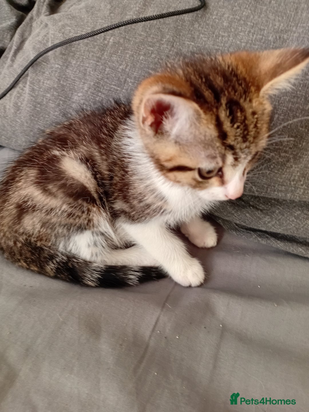 Mixed Breed cats for sale: 11 weeks old mixed breed brother and sister  - Image 2