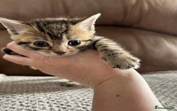 Mixed Breed cats for sale: 6 Beautiful kittens  - Image 13