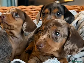 Miniature Dachshund dogs Stunning Dapple Miniature Dachshund’s - Advert 17