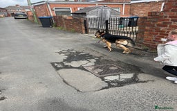 German Shepherd dogs for sale: 3 year old German shepherd pure breed  - Advert 6