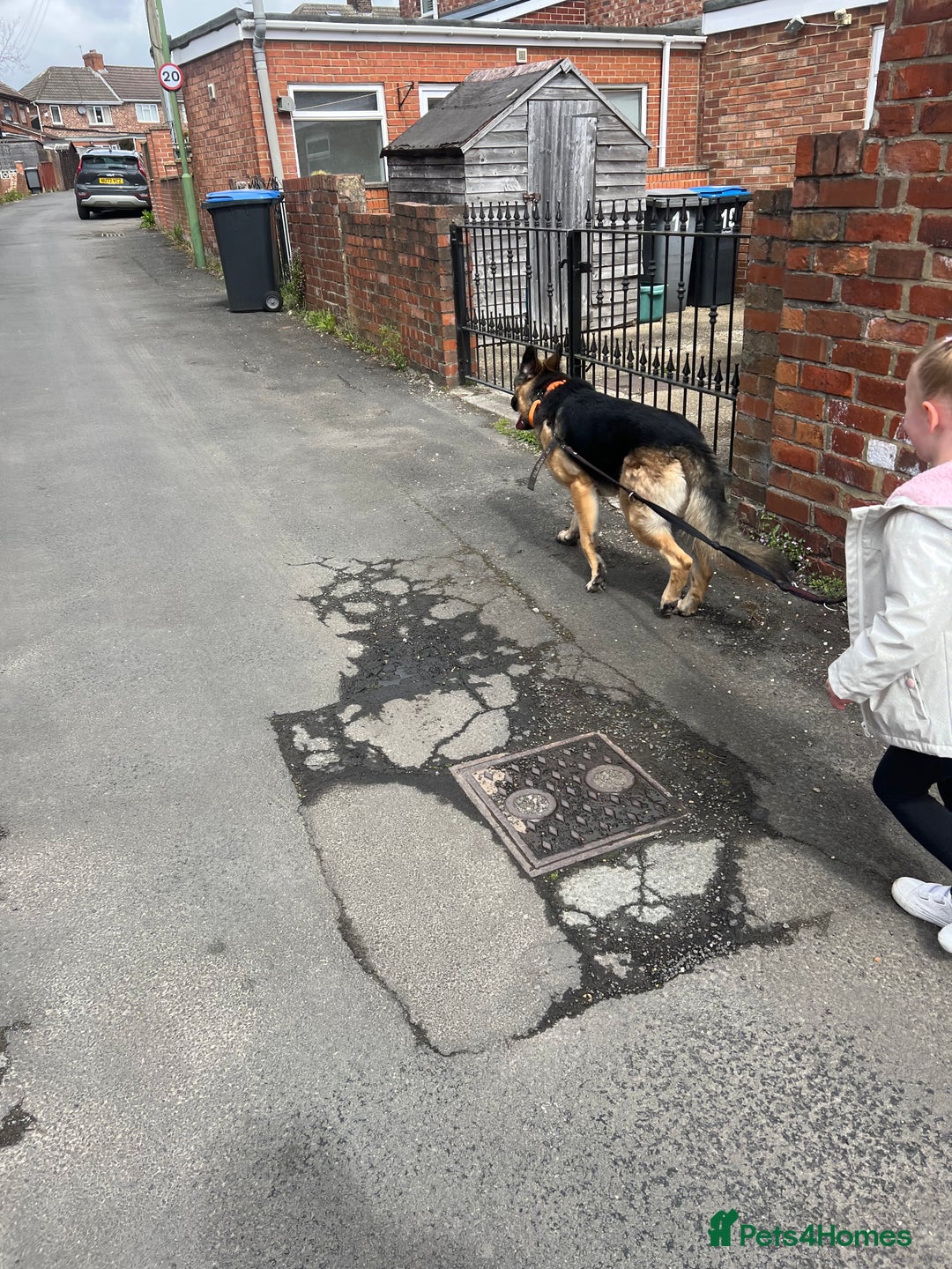 German Shepherd dogs for sale: 3 year old German shepherd pure breed  - Advert 6