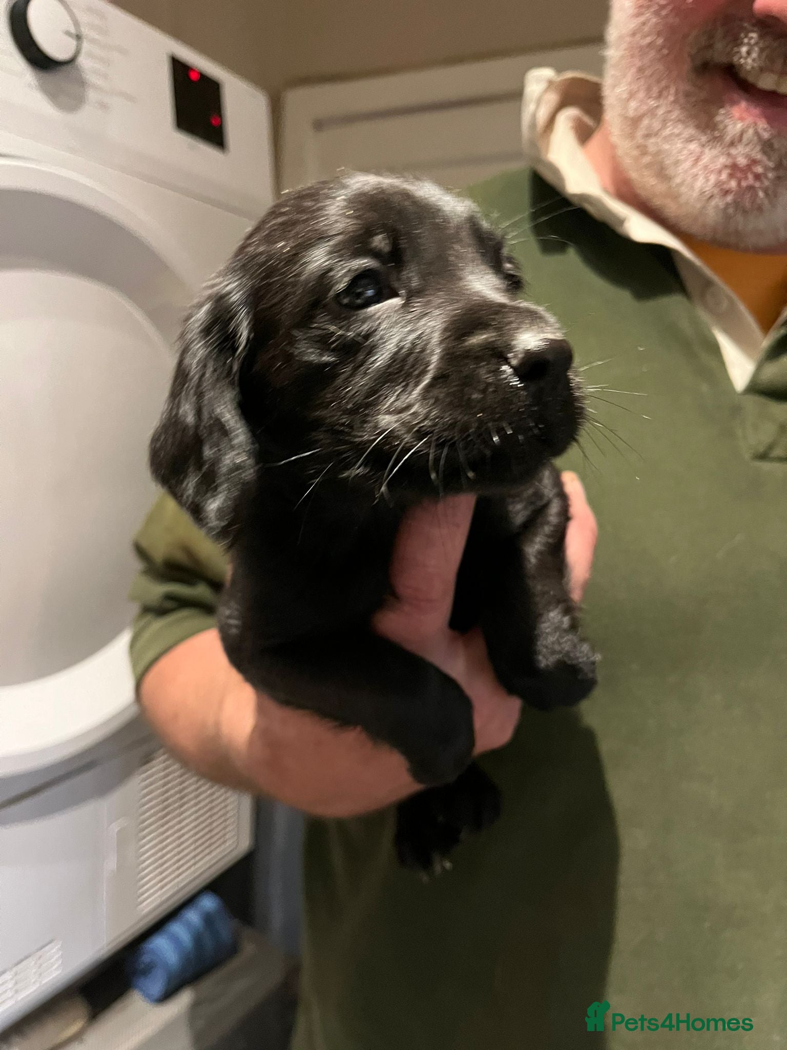 Cockerdor dogs Beautiful Cockerdors - Advert 6