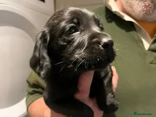 Cockerdor dogs Beautiful Cockerdors - Advert 6