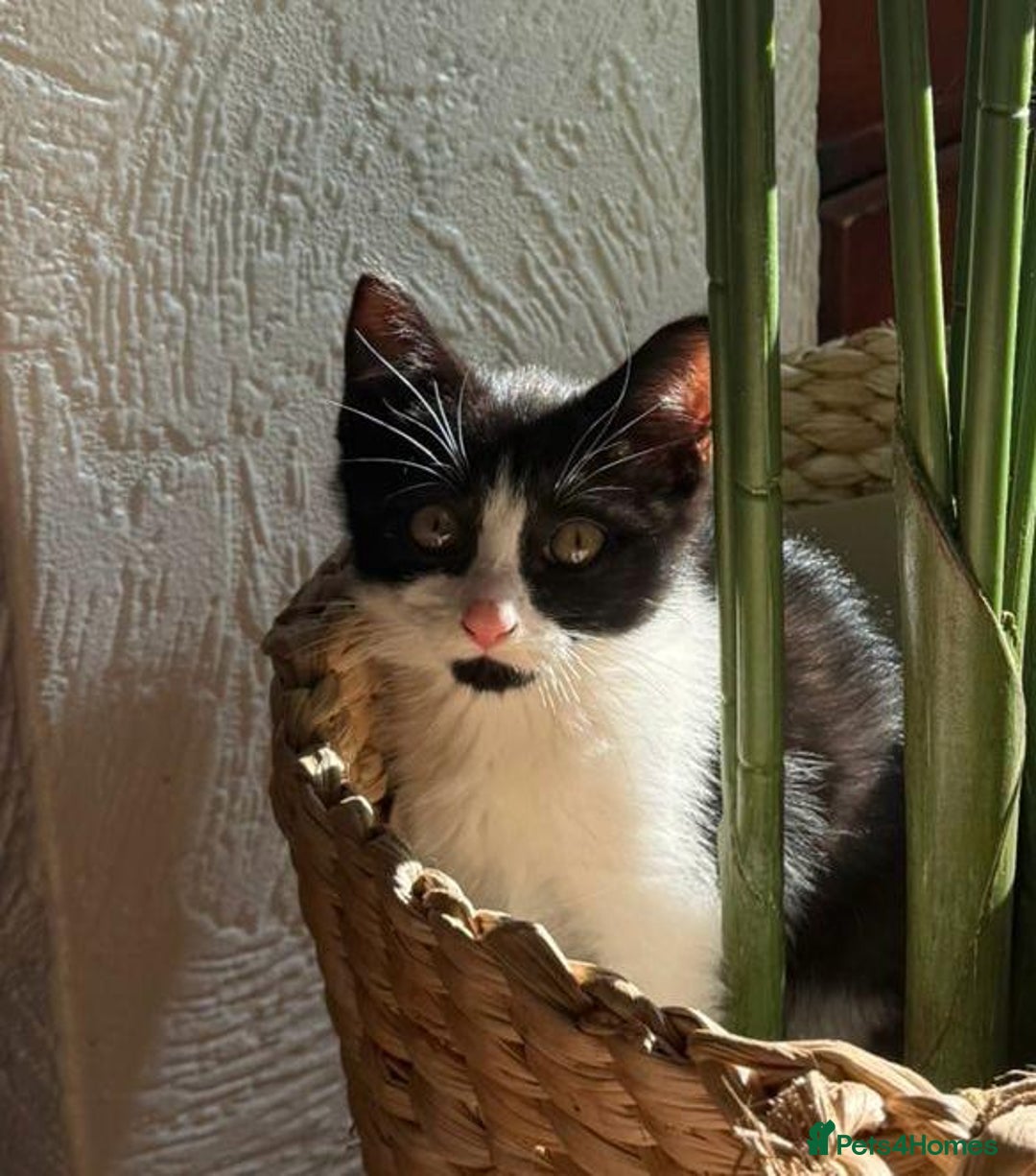 Mixed Breed cats for sale: 2 cutie kittens for sale  - Image 3