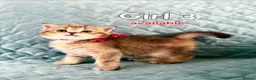 Scottish Fold cats for sale: 3 gorgeous Scottish fold kittens left♡left - Advert 4