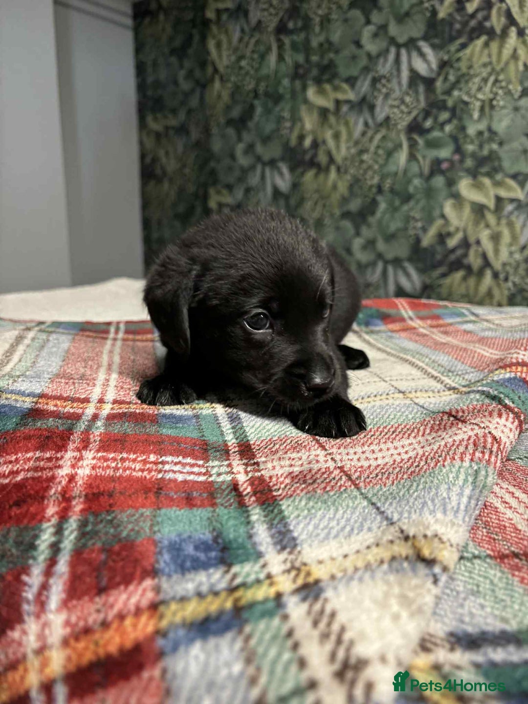 Labrador Retriever dogs for sale: 6 beautiful boy Labrador retrievers  - Image 2