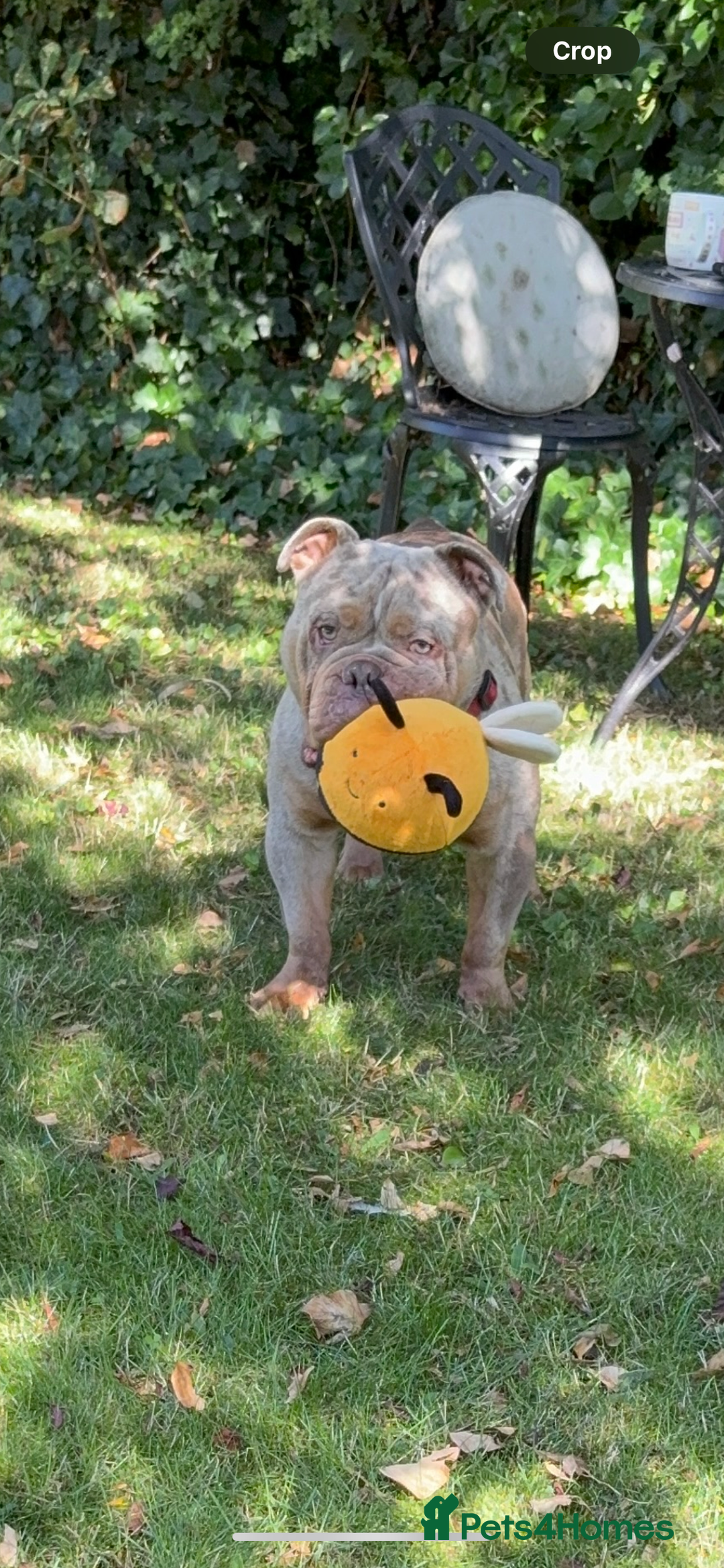 Olde English Bulldogge dogs for sale: Bruno - Advert 1