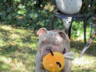 Olde English Bulldogge dogs Bruno - Advert 1