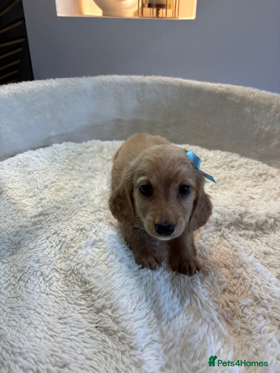 Miniature Dachshund dogs for sale: Long hair cream mini dachshund puppies 30th july in Liverpool - Image 10