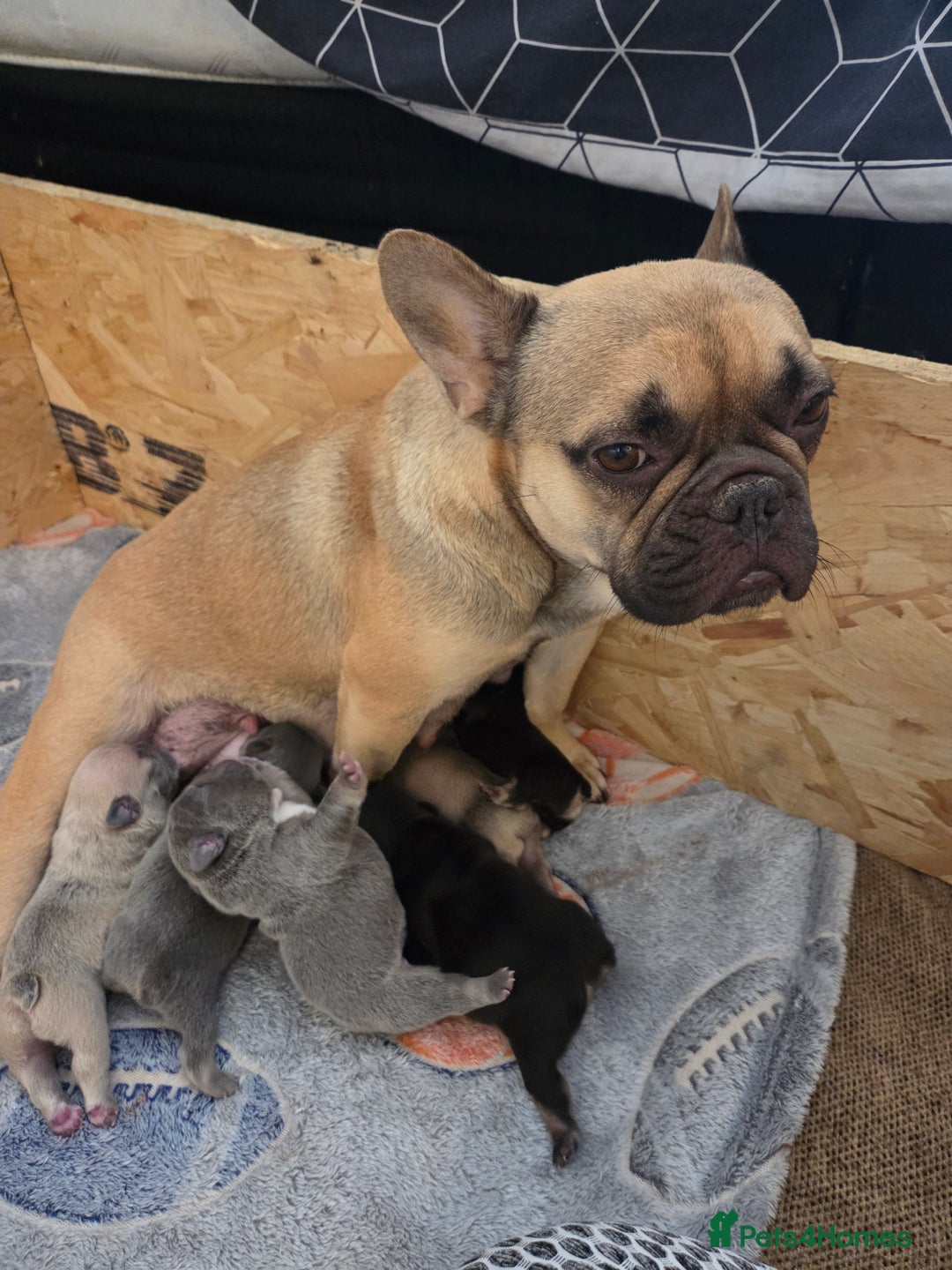 French Bulldog dogs for sale: 5 beautiful male french bulldog puppies  - Image 9